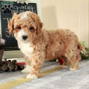 Teddy, Cockapoo Puppy