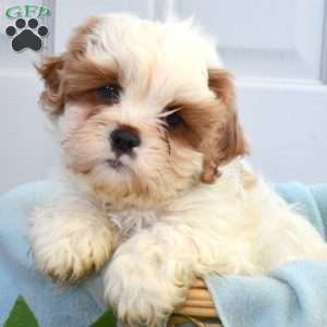Teddy, Cava-Tzu Puppy