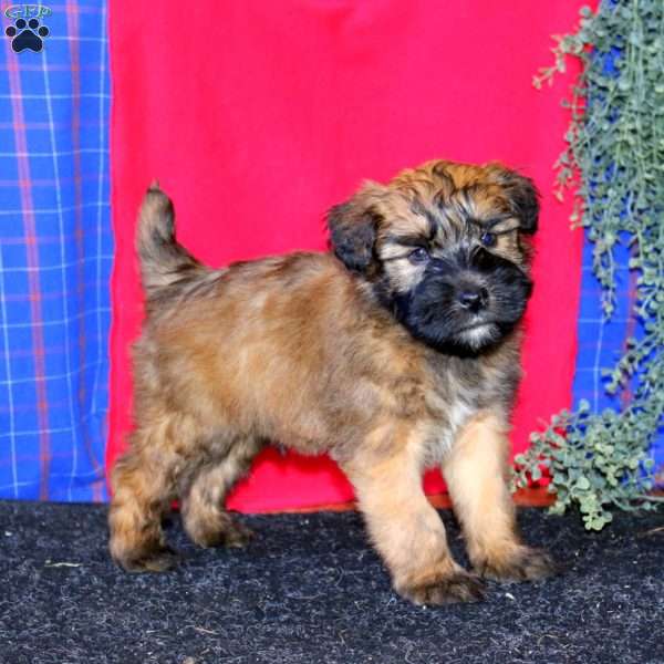 Teddy, Soft Coated Wheaten Terrier Puppy