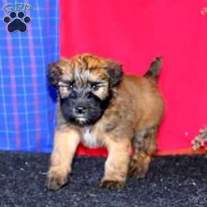 Teddy, Soft Coated Wheaten Terrier Puppy