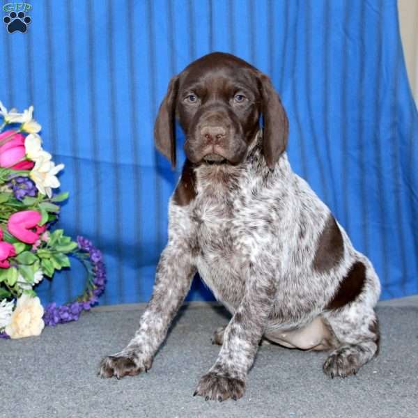 Teresa, German Shorthaired Pointer Puppy