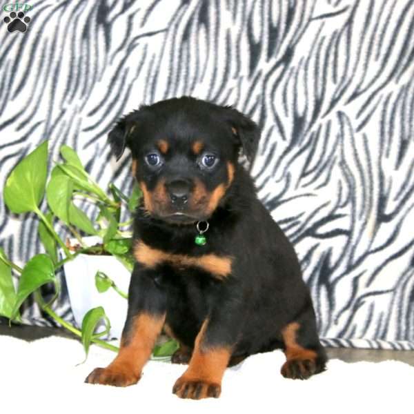 Teresa, Rottweiler Puppy