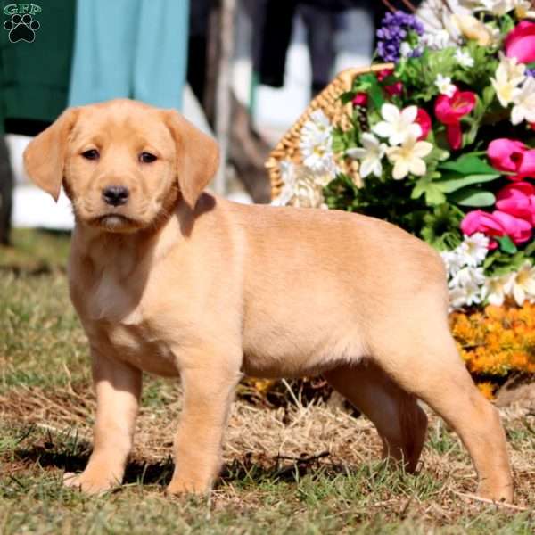 Teresa, Yellow Labrador Retriever Puppy