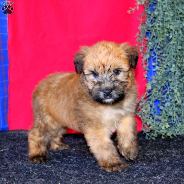 Teresa, Soft Coated Wheaten Terrier Puppy