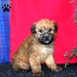 Teresa, Soft Coated Wheaten Terrier Puppy