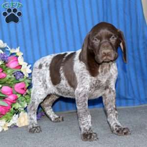 Teresa, German Shorthaired Pointer Puppy