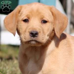 Teresa, Yellow Labrador Retriever Puppy