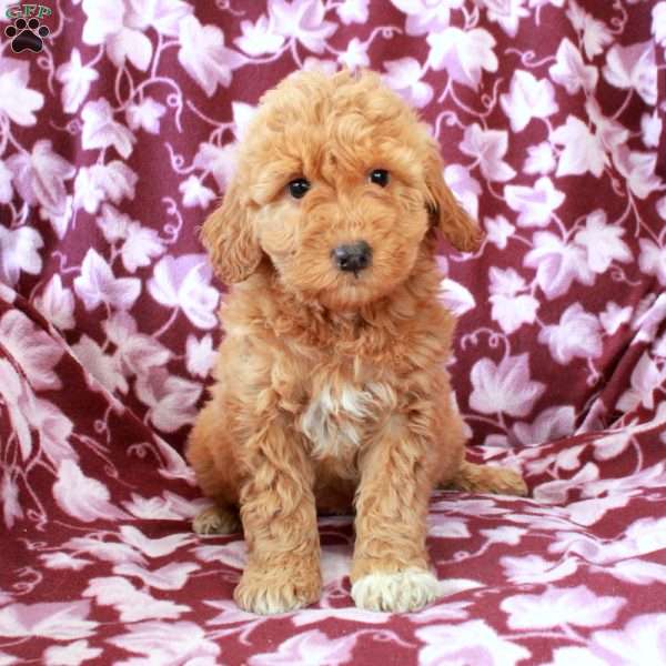 Tessa, Mini Goldendoodle Puppy