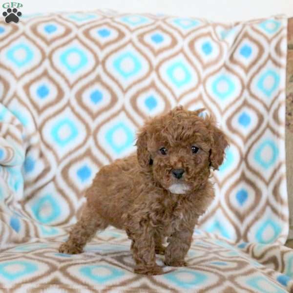 Tessa, Miniature Poodle Puppy