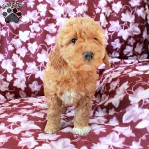 Tessa, Mini Goldendoodle Puppy