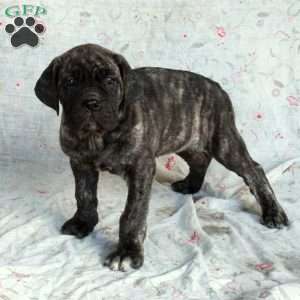 Tessa, Cane Corso Puppy