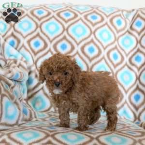 Tessa, Miniature Poodle Puppy