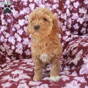 Tessa, Mini Goldendoodle Puppy