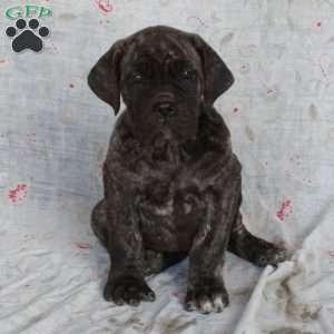 Tessa, Cane Corso Puppy