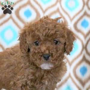 Tessa, Miniature Poodle Puppy