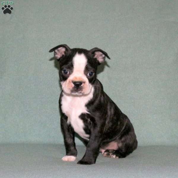 Tex, Boston Terrier Puppy