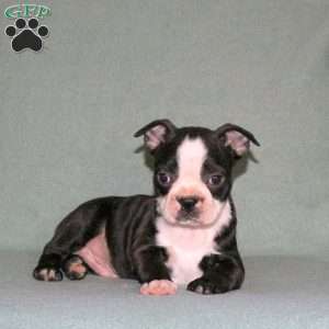 Tex, Boston Terrier Puppy