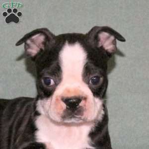 Tex, Boston Terrier Puppy