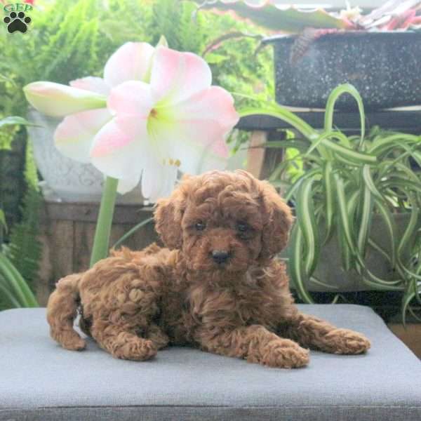 Theda, Miniature Poodle Puppy