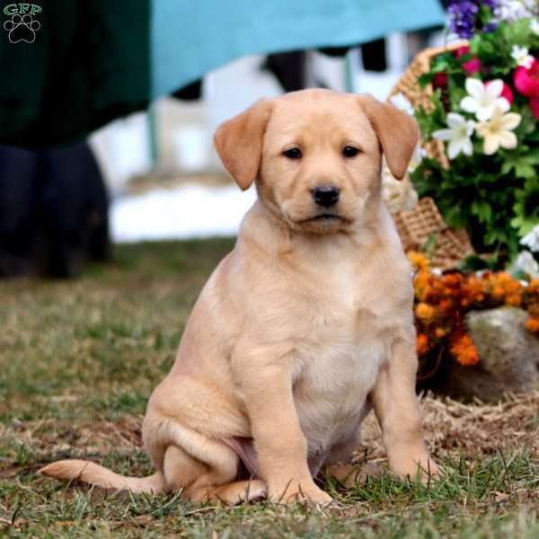 Thelma, Yellow Labrador Retriever Puppy