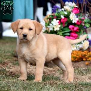 Thelma, Yellow Labrador Retriever Puppy