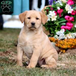 Thelma, Yellow Labrador Retriever Puppy
