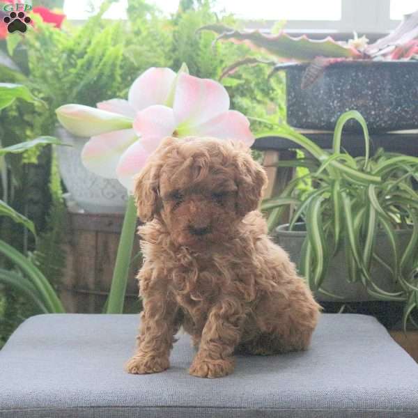 Theo, Miniature Poodle Puppy