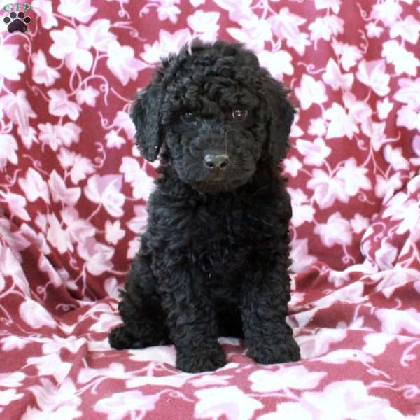 Theo, Mini Goldendoodle Puppy