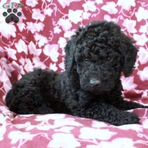 Theo, Mini Goldendoodle Puppy
