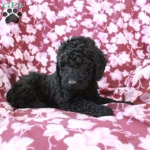 Theo, Mini Goldendoodle Puppy