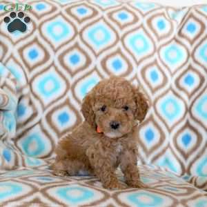 Tiara, Miniature Poodle Puppy