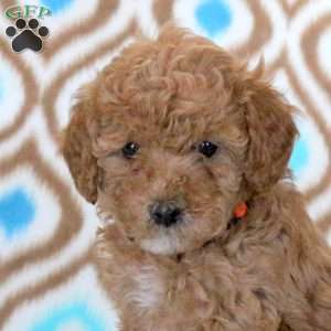Tiara, Miniature Poodle Puppy