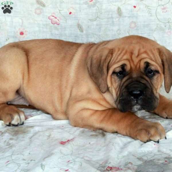 Tillie, Cane Corso Puppy