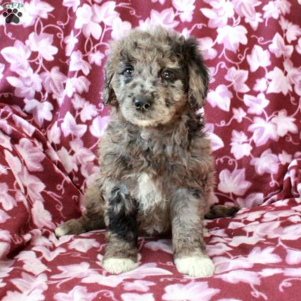 Tillie, Mini Goldendoodle Puppy