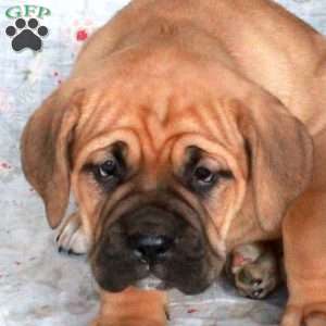 Tillie, Cane Corso Puppy