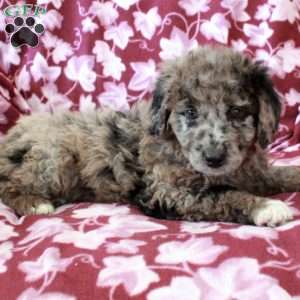 Tillie, Mini Goldendoodle Puppy