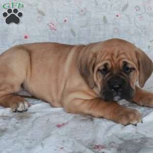 Tillie, Cane Corso Puppy