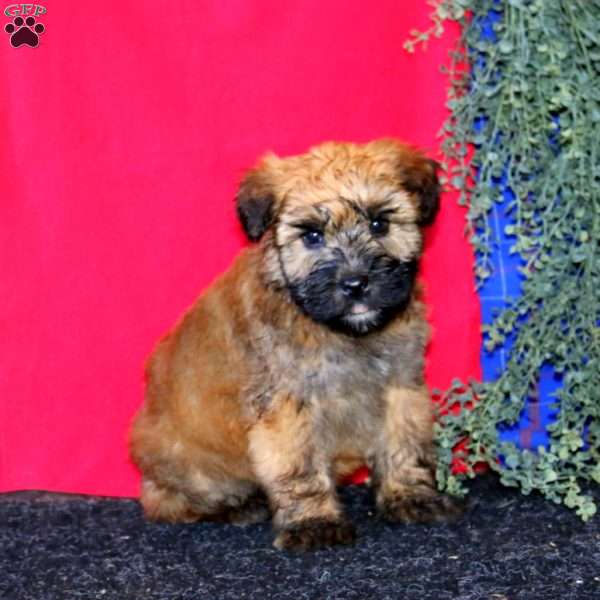 Tim, Soft Coated Wheaten Terrier Puppy