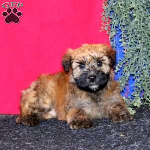 Tim, Soft Coated Wheaten Terrier Puppy