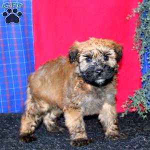 Tim, Soft Coated Wheaten Terrier Puppy