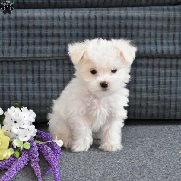 Timmy, Maltese Puppy