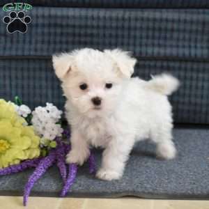 Timmy, Maltese Puppy