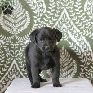 Tina, Labrador Mix Puppy