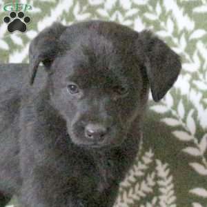 Tina, Labrador Mix Puppy