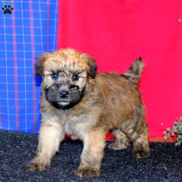 Tina, Soft Coated Wheaten Terrier Puppy