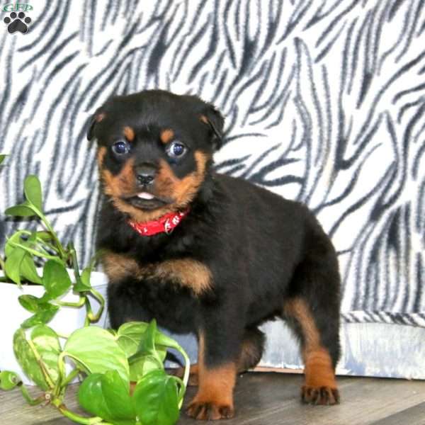 Tina, Rottweiler Puppy