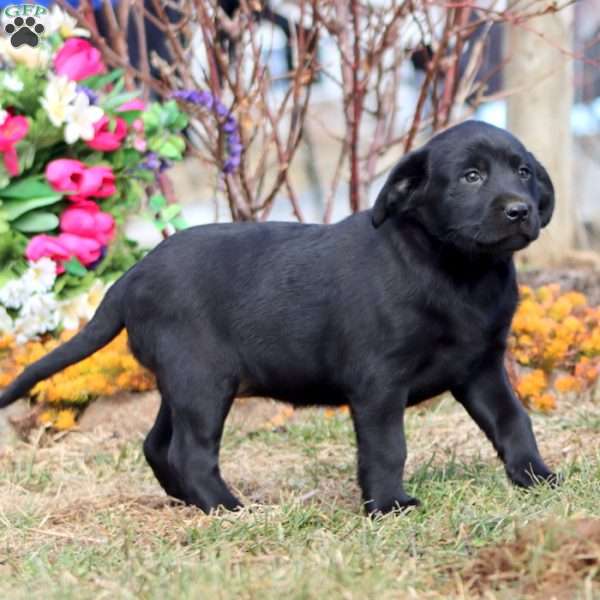 Tina, Black Labrador Retriever Puppy