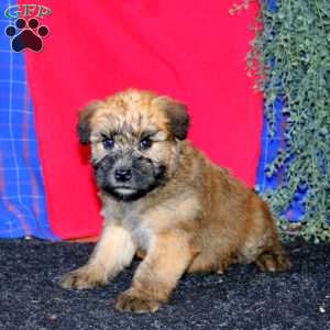 Tina, Soft Coated Wheaten Terrier Puppy