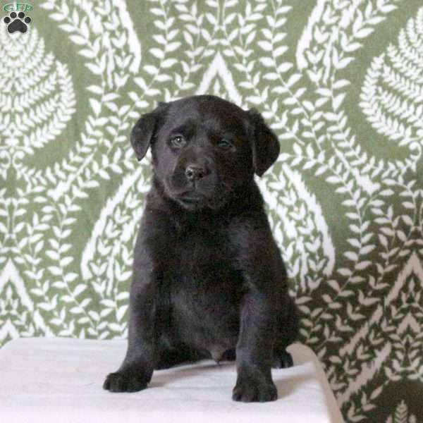 Tinker, Labrador Mix Puppy