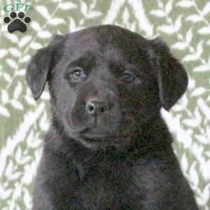 Tinker, Labrador Mix Puppy